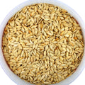 COURGETTE ZADEN 5Kg  بزر كوسا